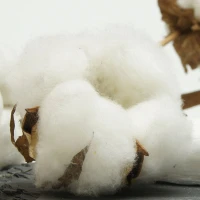Organic cotton