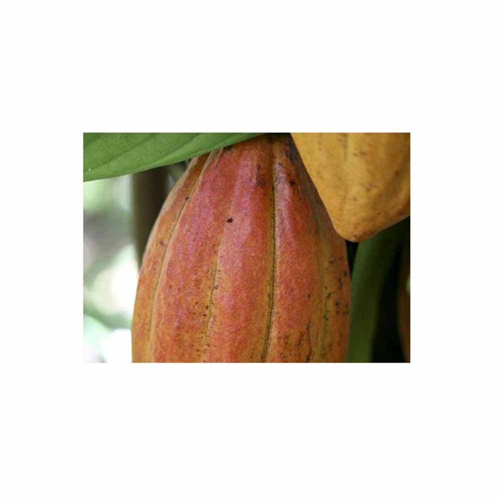 Burro di cacao puro al 100%_48606